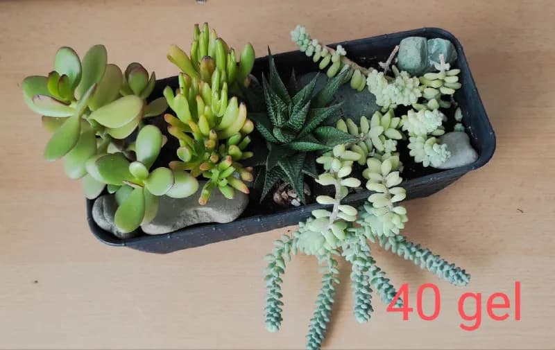 8) Суккуленты в среднем горшке — 40 gel. — Тбилиси — 50 ₾