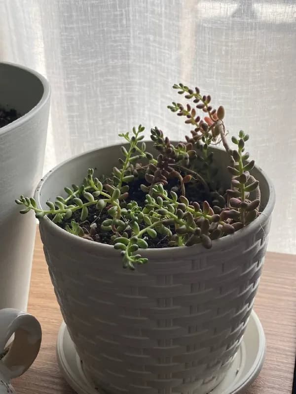 Кто заберет суккулентик? — Тбилиси — 5 $