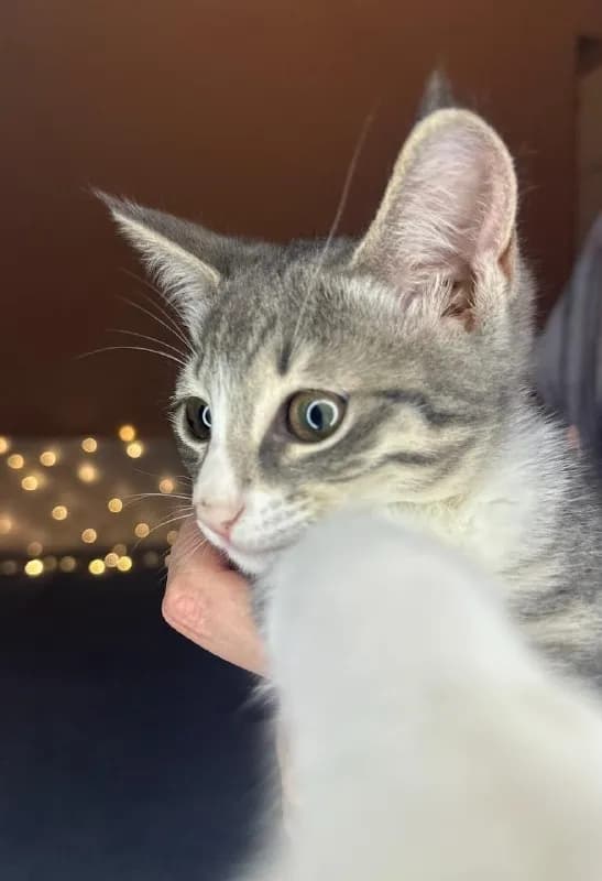 P. S. Сейчас в Тбилиси, но ищет дом по всей Грузии 🐈 — Тбилиси