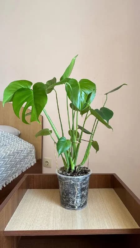 5 растений в горшке, латунная опора. — Тбилиси — 50 ₾