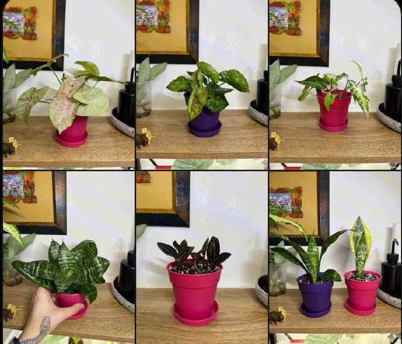 1. Цветы 20 лари 🌱 — Тбилиси — 20 ₾