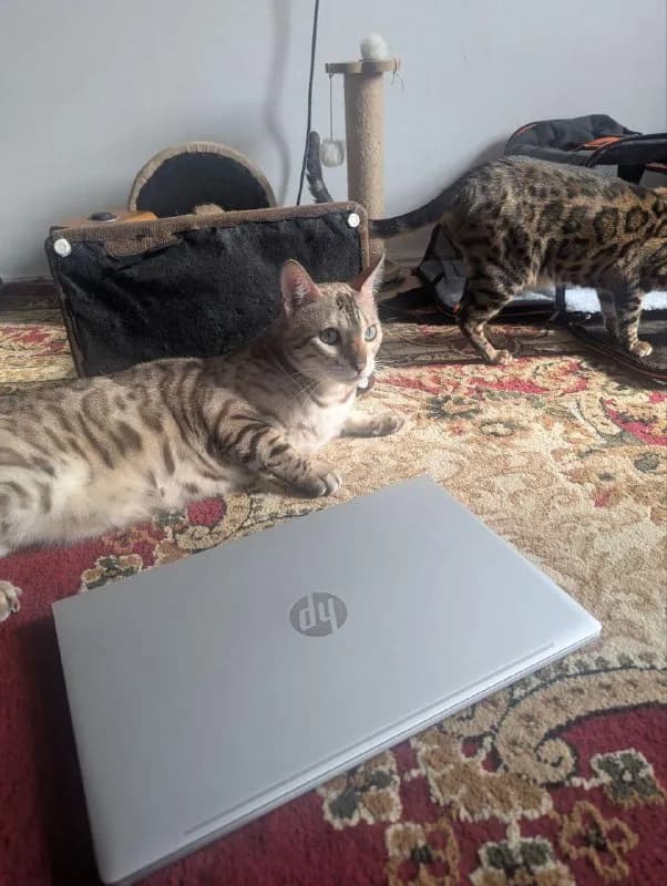 HP ProBook 450, процессор Intel Соrе i5 1135G7, оперативки 16, память 450гб. Всё что касается оифс — Тбилиси — 250 ₾