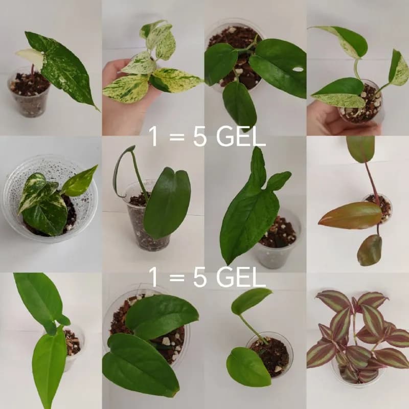 5 GEL до 15 GEL — Тбилиси — 5 ₾