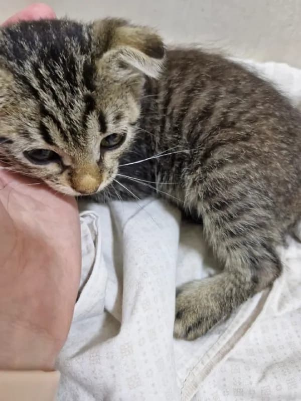 2 дня она уезжает и котенка некуда деть! Пожалуйста, помогите, он еще совсем кроха. — Батуми