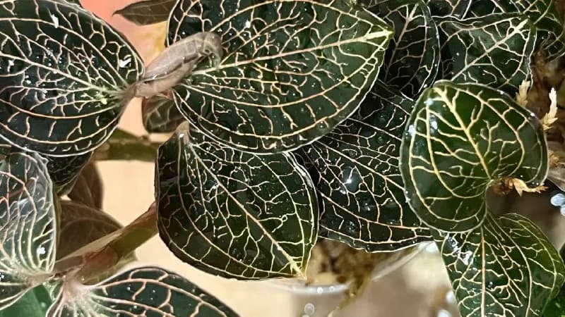 jewel orchids. Anoectochilus formosanus от 15 до 25 лари в зависимости от размера — Тбилиси — 25 ₾