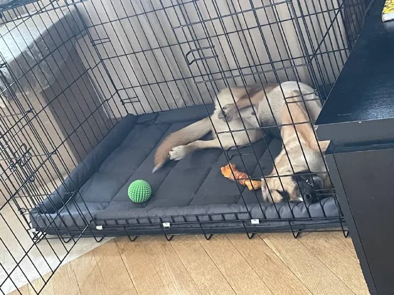 Клетка для собак — Тбилиси — 400 ₾