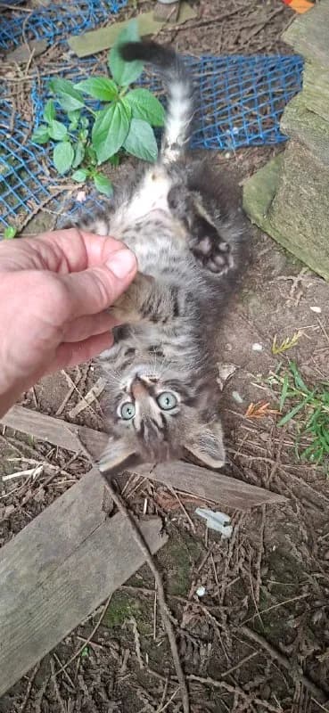 Котик 2 месяца ищет дом — Батуми