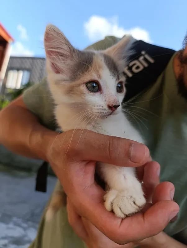 Котёнок 10 недель ищет дом — Батуми