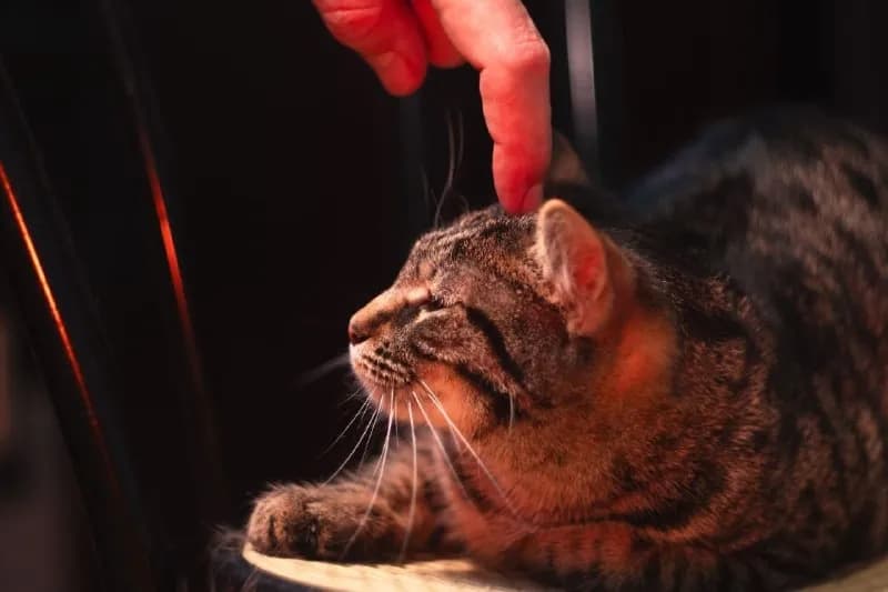 Кошка Эрнестина ищет дом — Тбилиси