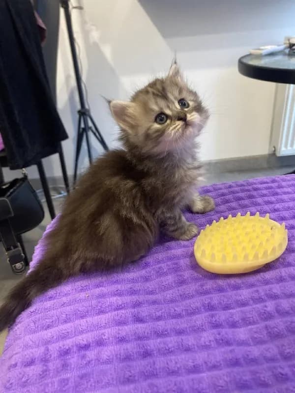 Шотландская кошка ищет семью — Батуми