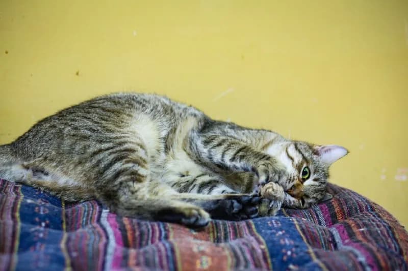 Котенок Песочек — Батуми