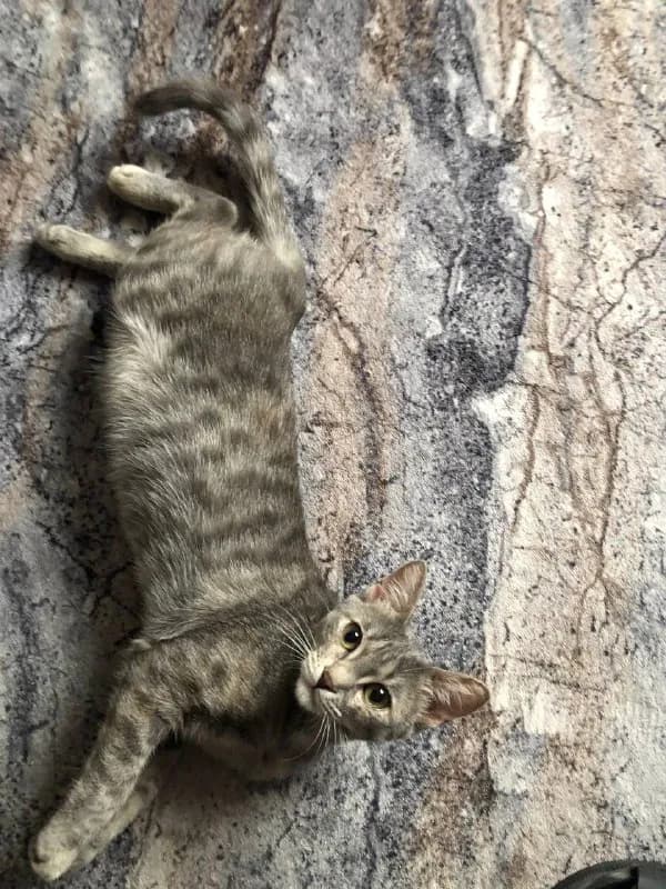 Кошка 5-6 месяцев в добрые руки — Батуми