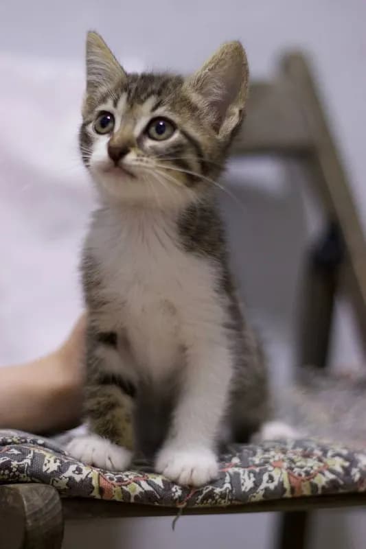 Космос ищет семью, 2.5 месяца, вакцинирована — Батуми