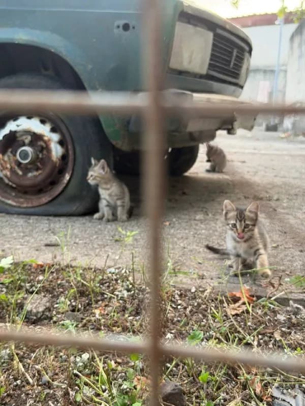 Котята, ищут дом — Батуми