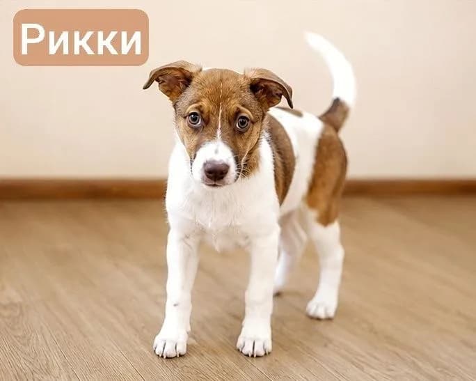 Щенки Рикки и Бруно, 3 месяца — Батуми