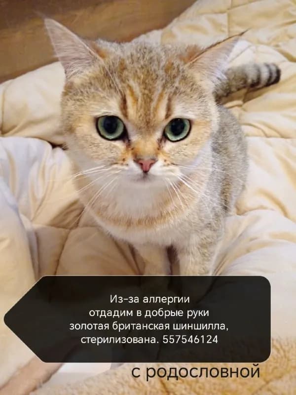attachments»: [],"content»:"Ищем любящих хозяев для двух замечательных британских шиншилл. К сожалени — Батуми