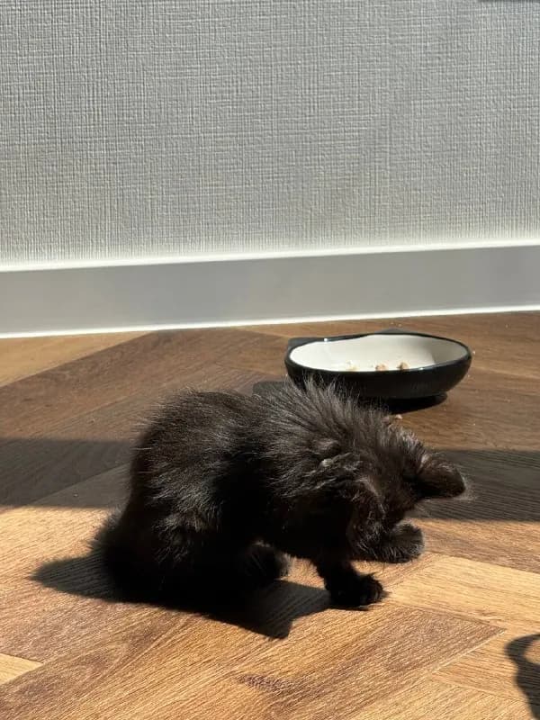Две черные жемчужины (котята) 1.5 месяца — Батуми
