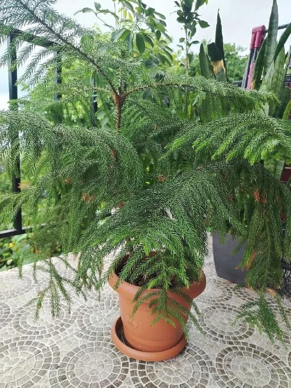 Araucaria heterophylla), во всем мире известная как норфолкская сосна. Это нарядное хвойное растение — Батуми — 200 ₾