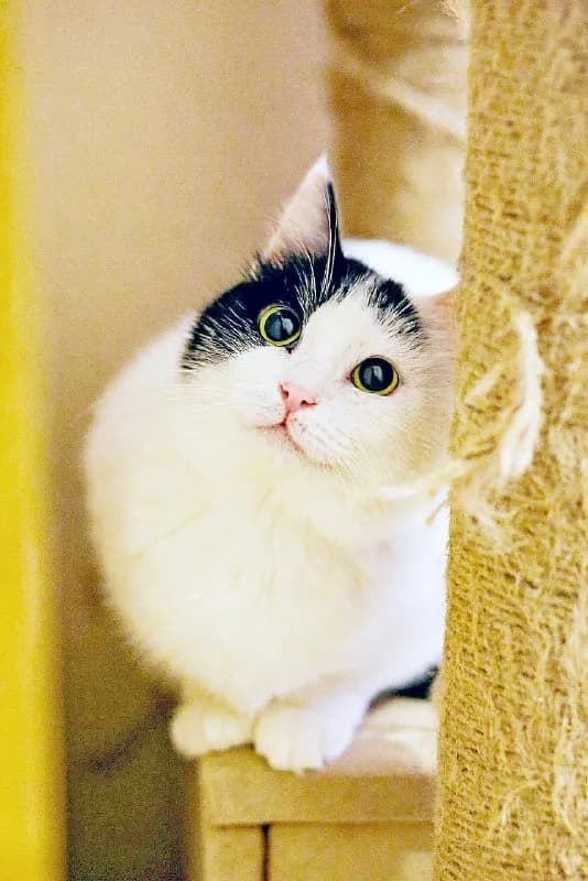 Кошка Мовита, 2 года, ищет дом — Батуми