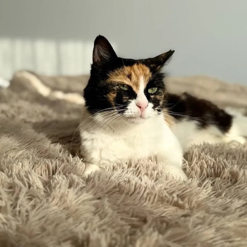 Кошка Элис, стерилизована, чипирована — Батуми