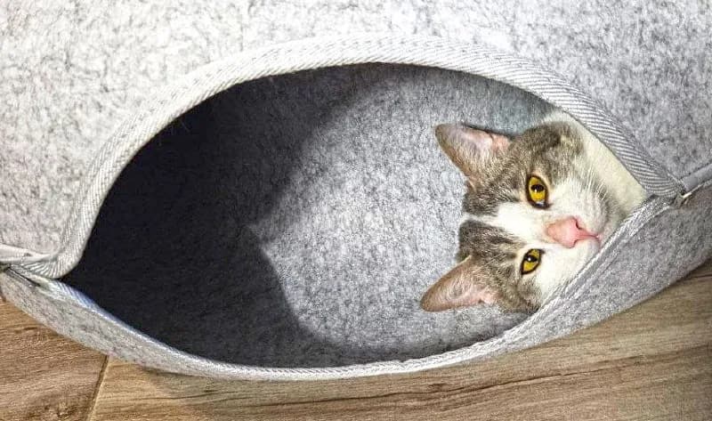 Коты Амур и Гудини ищут дом — Батуми