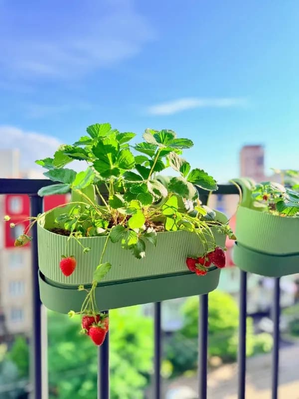 2 больших горшка с томатами черри🍅 — растения продолжают плодоносить, сейчас есть и спелые, и зелен — Батуми
