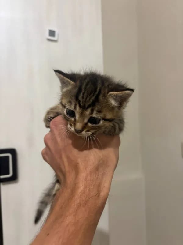 4 котят, родились 27 июня. — Батуми