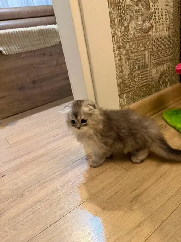 2-месячного котёнка породы Scottish Fold. — Батуми
