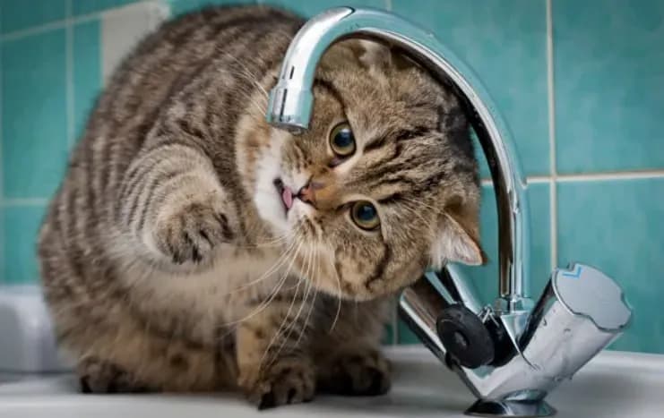 Batumi Water сообщает, что в связи с работами по подключению центральной трубопроводной линии к резе — Батуми