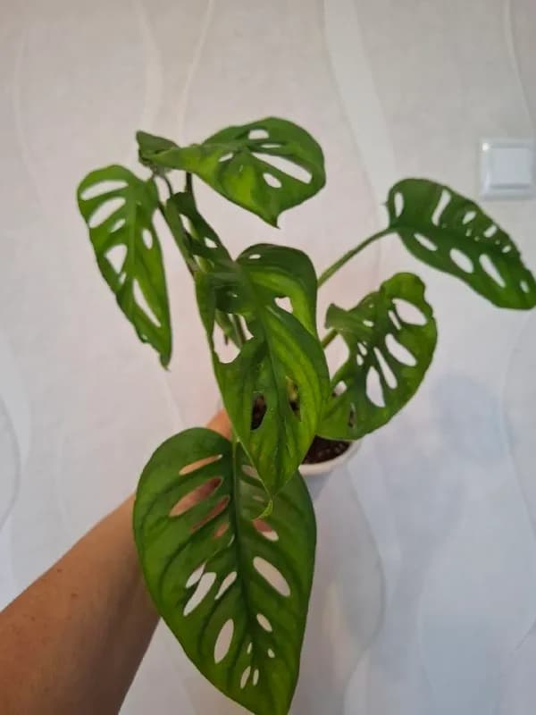 15, отростки поменьше 7 лари — Батуми — 7 ₾