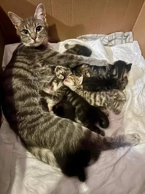 10 мая взяли котенка 6 месяцев, которого по объявлению отдавали в добрые руки «в связи с переездом»� — Батуми