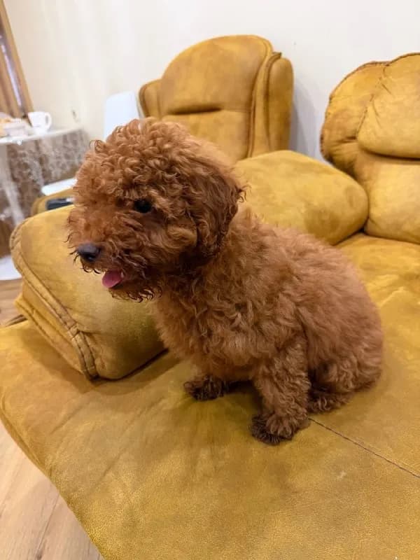 for sell, price 500 Gel — Батуми — 500 ₾
