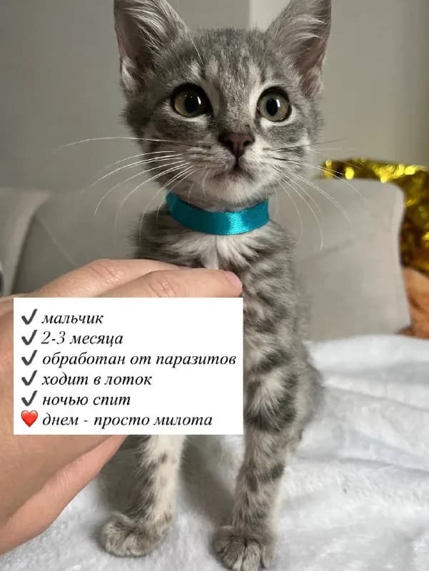 2-3 мес, красивого пепельного окраса с рябым животиком. — Батуми