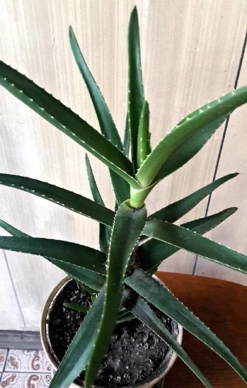 Aloe 15 lari — Тбилиси — 15 ₾