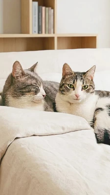 Кошки Люси и Шива ищут дом — Батуми