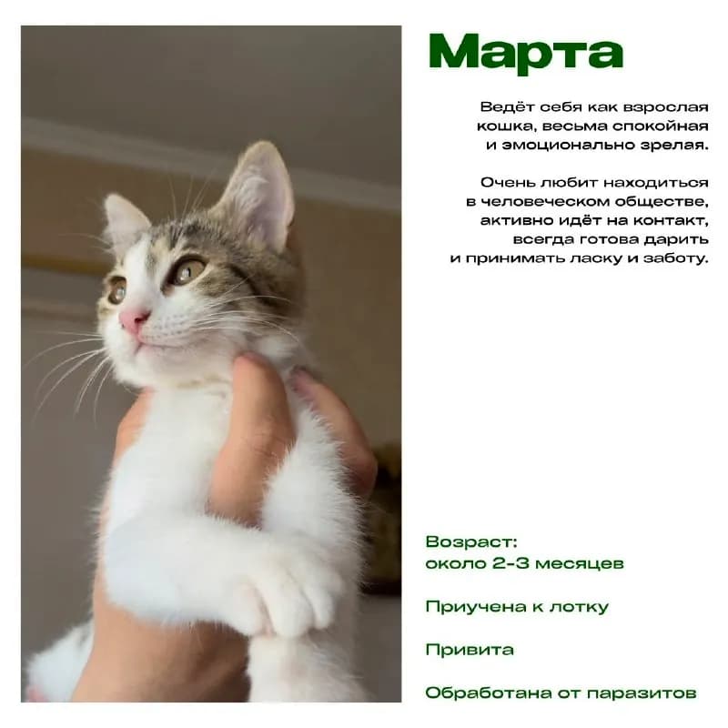 Котята в добрые руки — Тбилиси