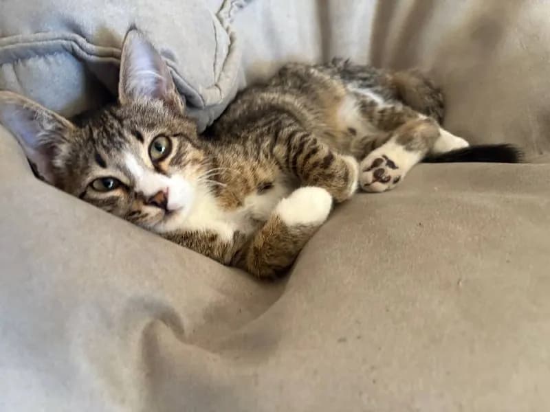 Котёнок ищет дом — Тбилиси