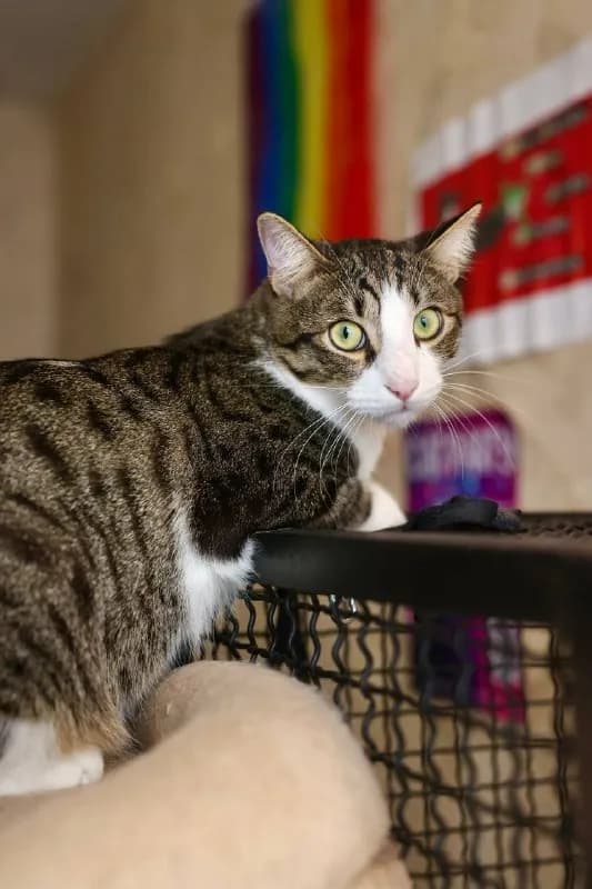 Котенок Финдус и кот Акоша ищут дом — Батуми