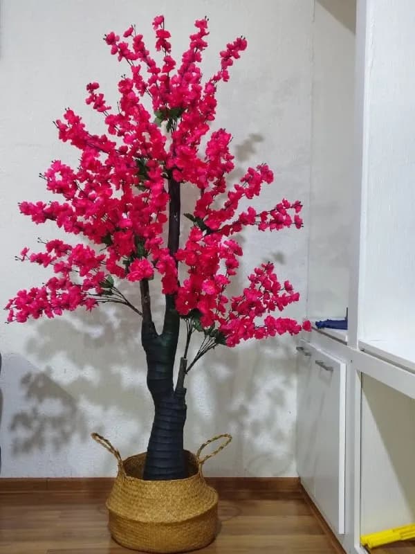 Дерево сакура в корзине — Батуми — 140 ₾