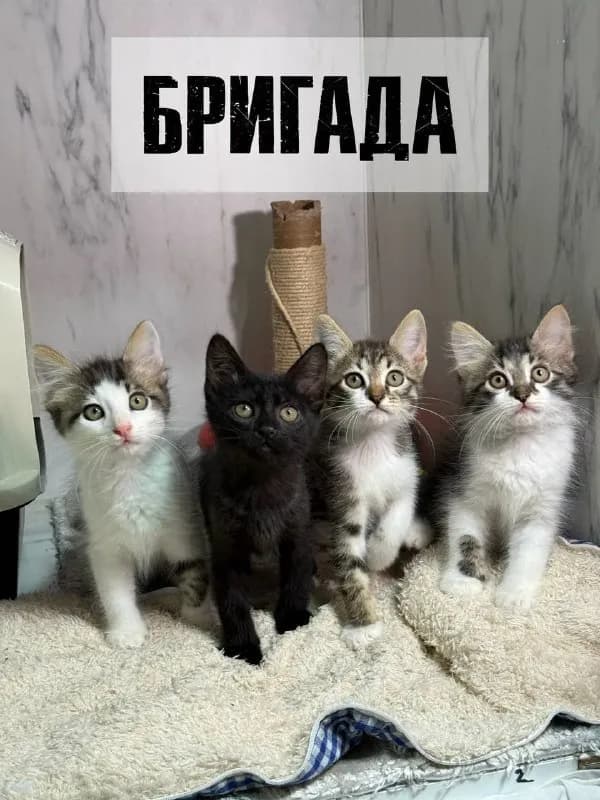 Бригада котят ищет дом — Батуми