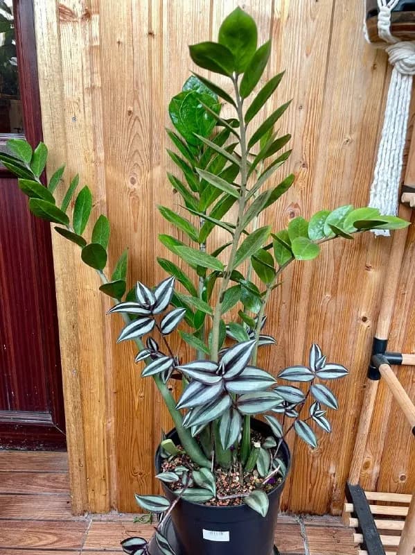 Большой замиокулькас — Батуми — 40 ₾