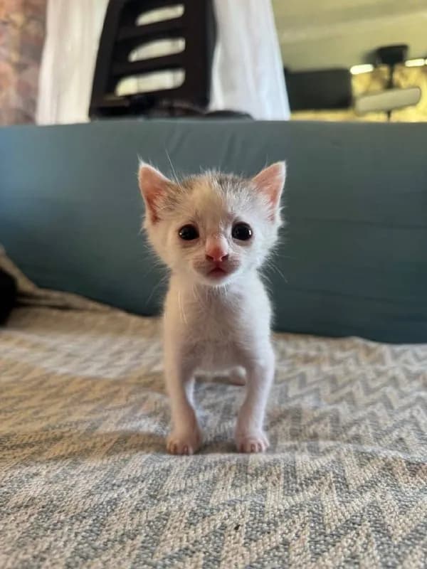 Котенок Лео ищет дом — Батуми