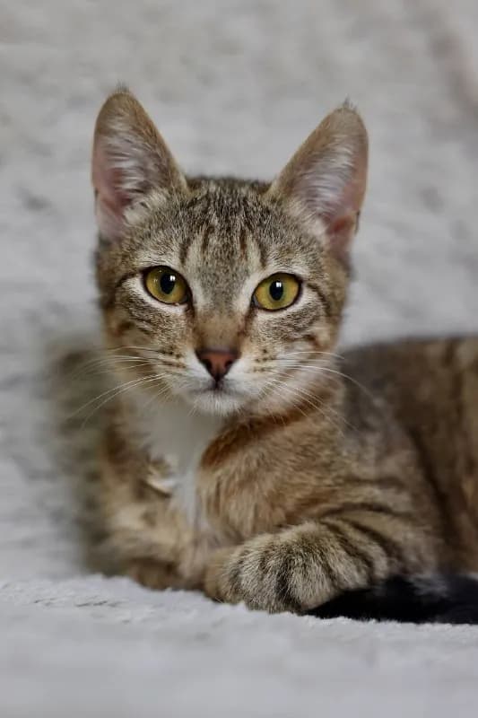 Кошка Мэй, 6 месяцев, привита, стерилизована — Батуми