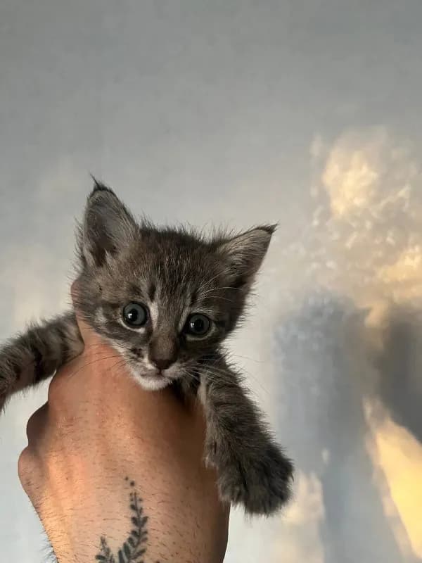 2 малыша ищут дом🩶🧡 — Тбилиси