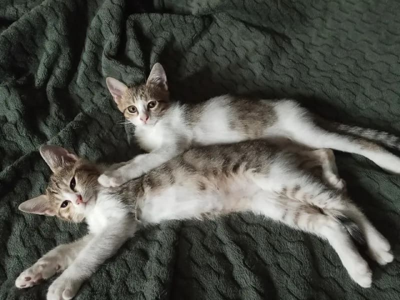 Котята 3 месяца ищут дом — Батуми