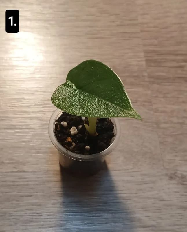 Клубни алоказии мело — Тбилиси — 15 ₾