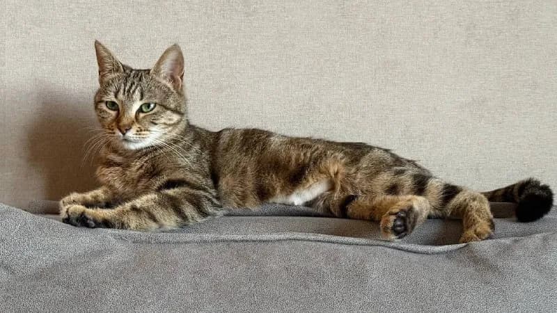Ищет дом кошечка Лилу — Батуми