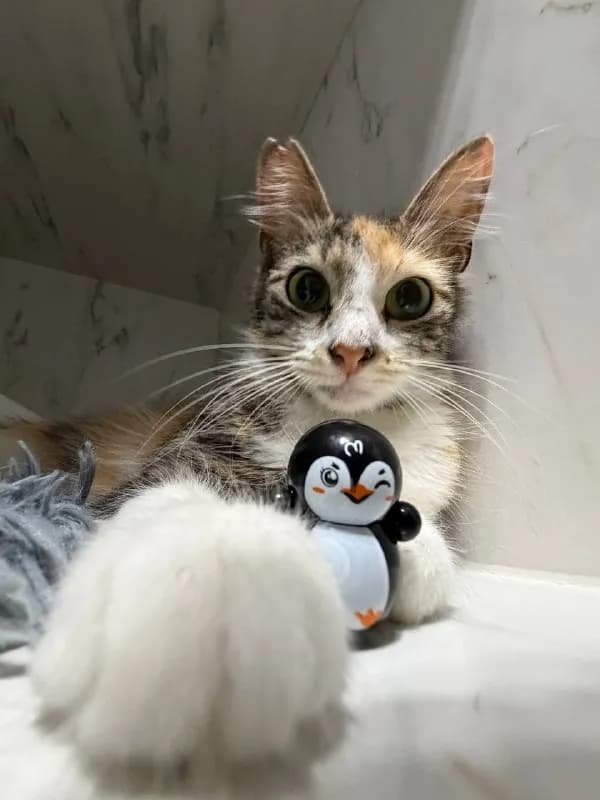 Кошка Флаффи ищет дом — Тбилиси