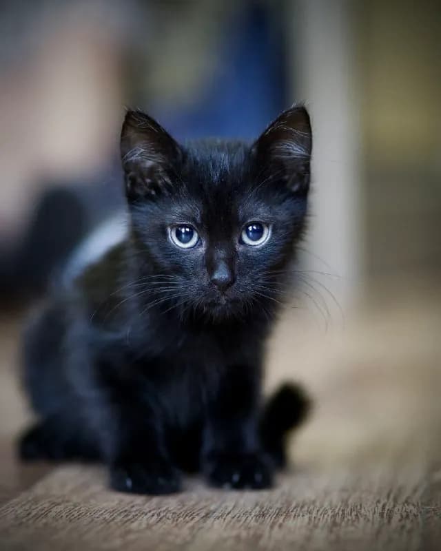 Котенок Саймон, 2 месяца, ищет дом — Батуми