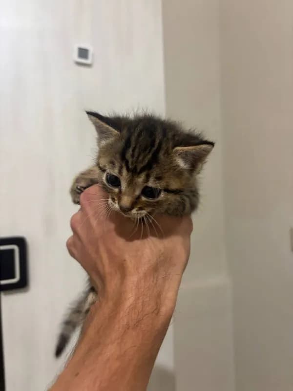 2 котят, родились 27 июня. — Батуми